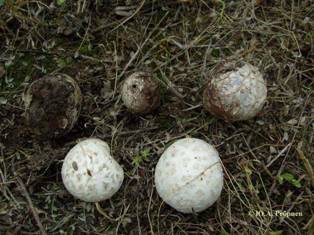Съедобные грибы Воронежской области